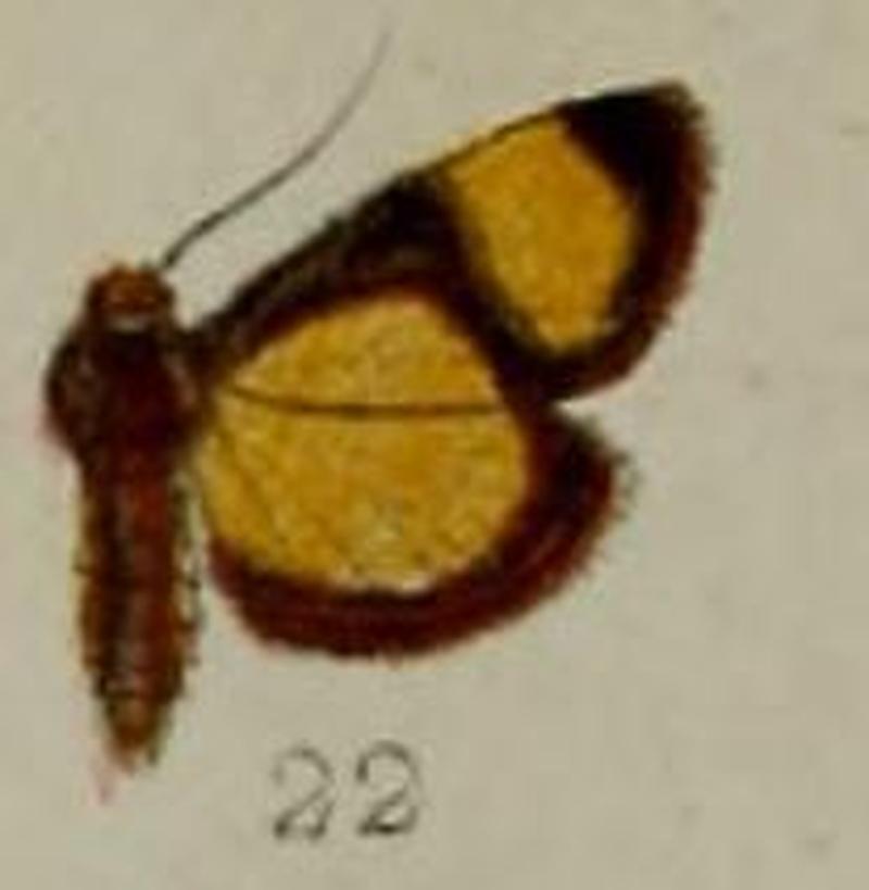 22-Nacoleia semicostalis=Lamprosema semicostalis (Hampson, 1898)