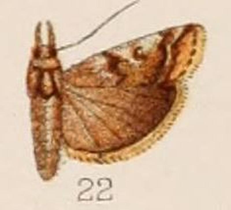 22-Rhodophaea albirenalis Hampson, 1908