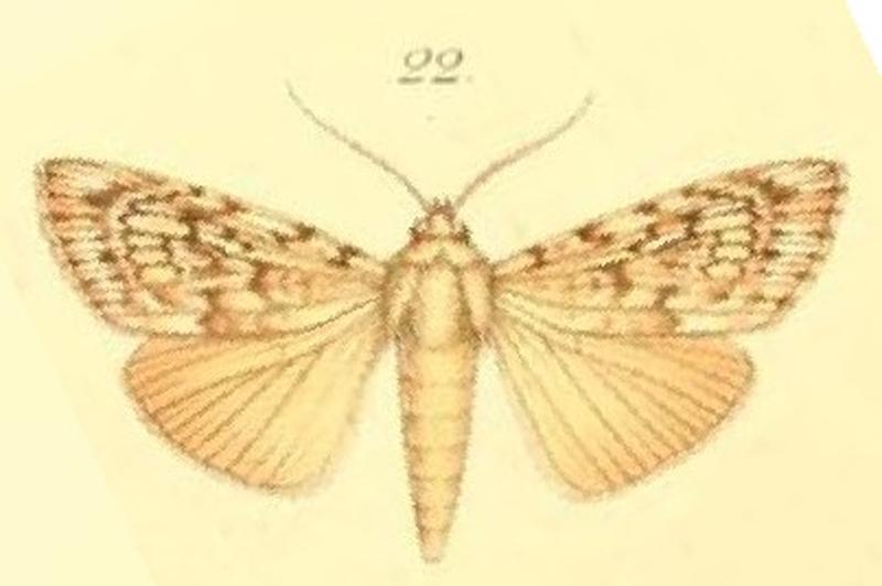 22-Tachosa acronyctoides Walker, 1869 (Anabathra una)