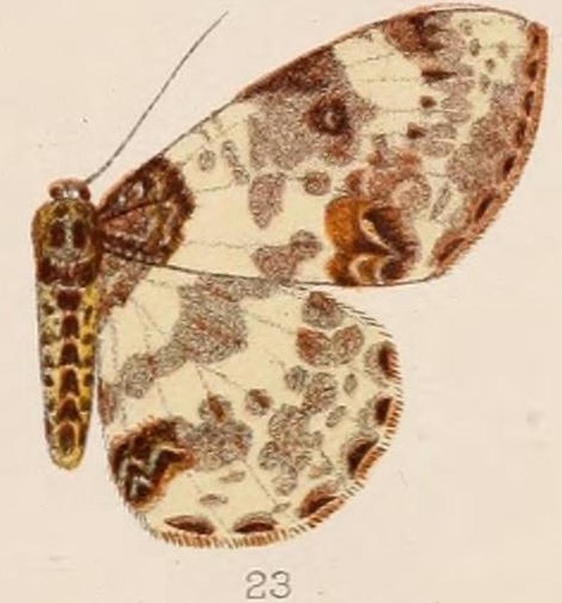 23-Abraxas argyrosticta=Abraxas leucostola ssp. argyrosticta Hampson 1893