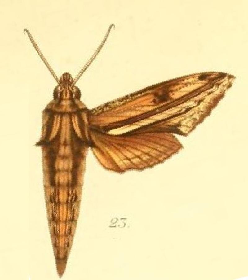 23-Centroctena rutherfordi (Druce, 1882) (Panacra saalmuelleri)