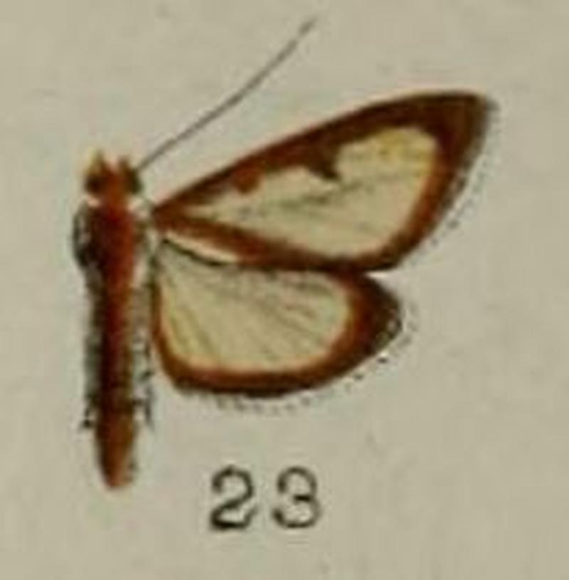 23-Hyalea pallidalis Hampson, 1898