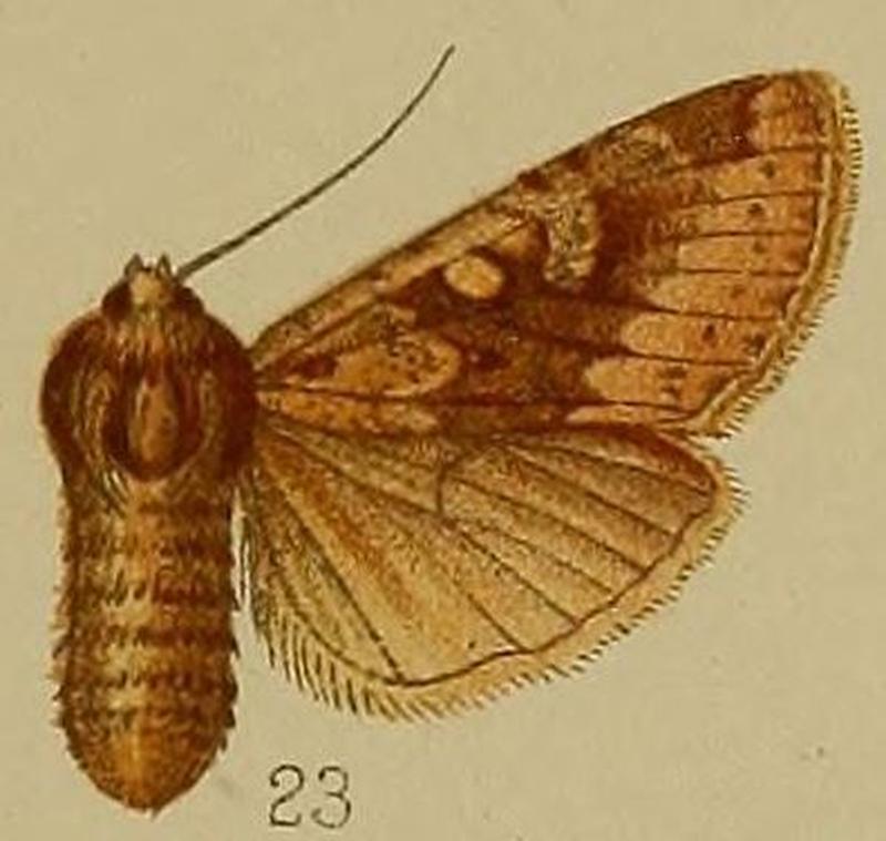 23-Ufeus carnea Hampson, 1907