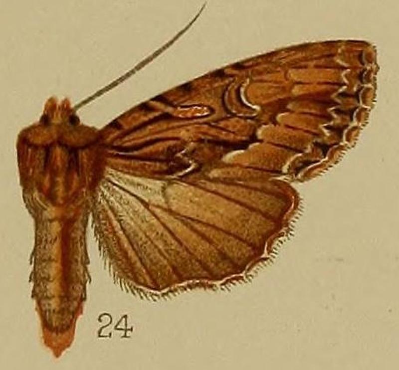 24-Anytus lencocyma=Blepharita leucocyma (Hampson 1907)