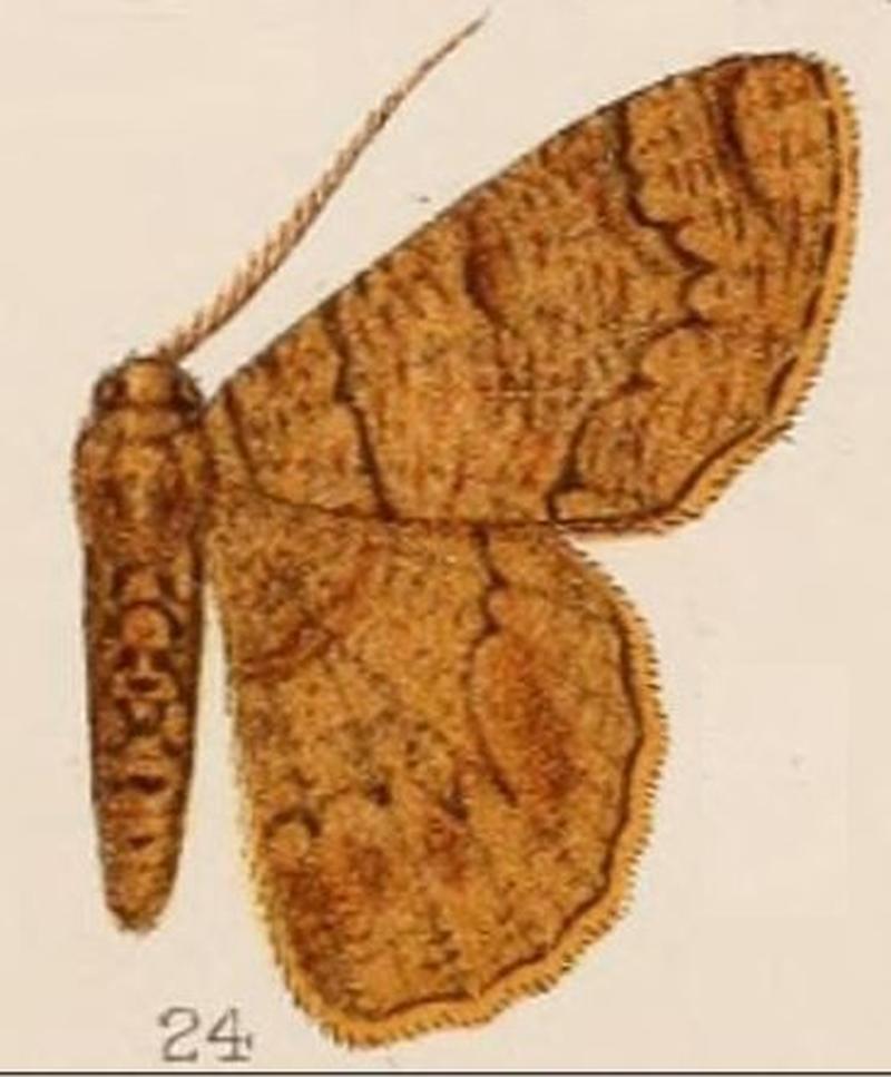 24-Lophophelma neonoma=Pseudoterpna neonoma Hampson, 1907