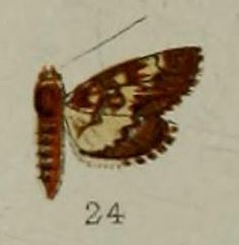 24-Syngamia dentilinealis Hampson, 1898-(Java)