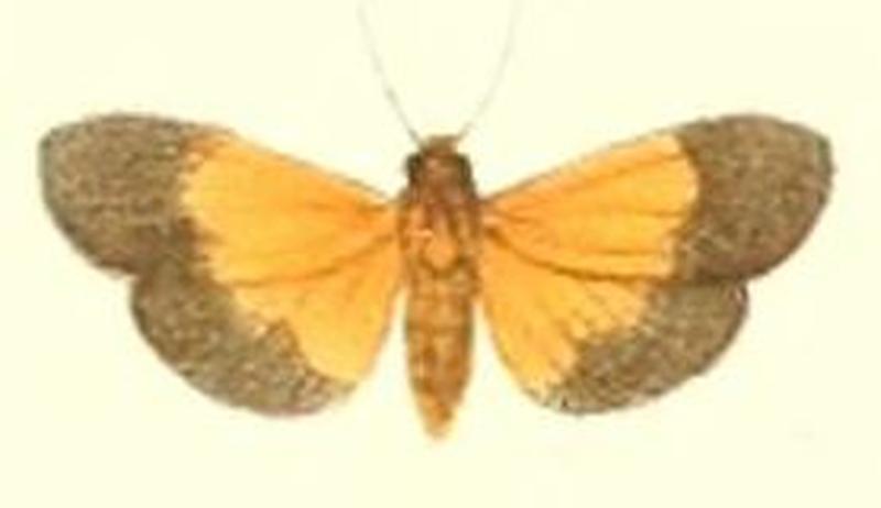 25-Miltochrista bicolorata=Chiretolpis bicolorata (Pagenstecher, 1900)