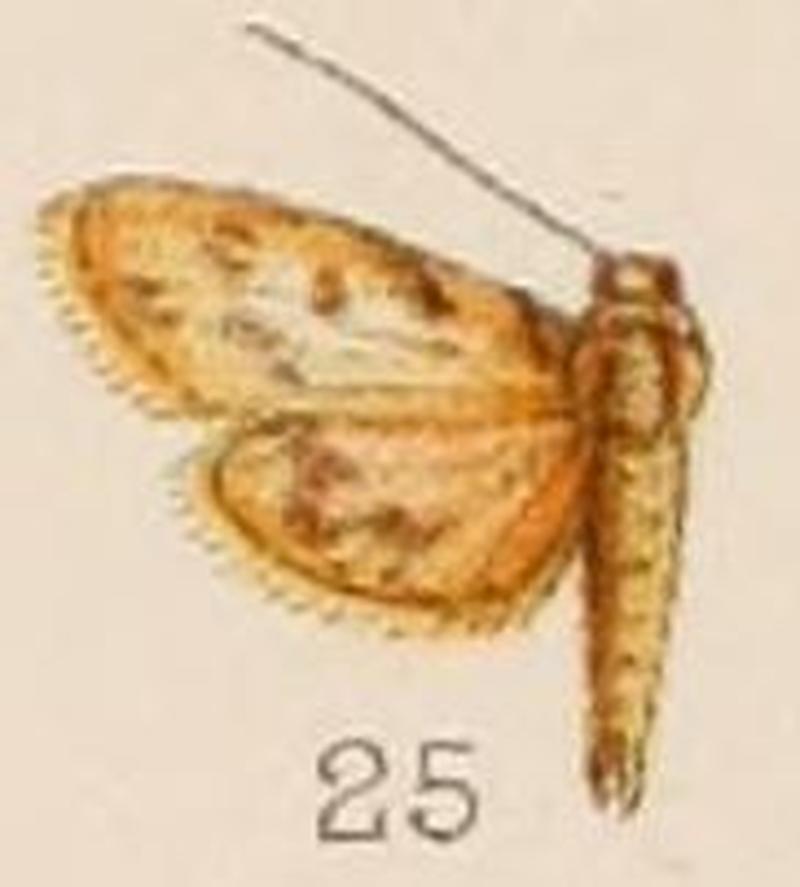 25-Rehimena stictalis Hampson, 1908