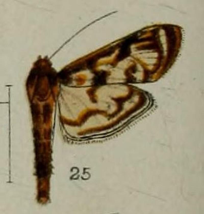 25-Rhimphalea astrigalis Hampson, 1898-(Borneo)