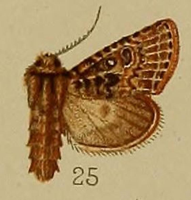 25-Tichestra serrata Hampson, 1912