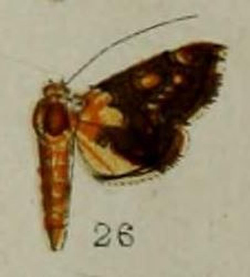 26-Agrotera endoxantha Hampson, 1898