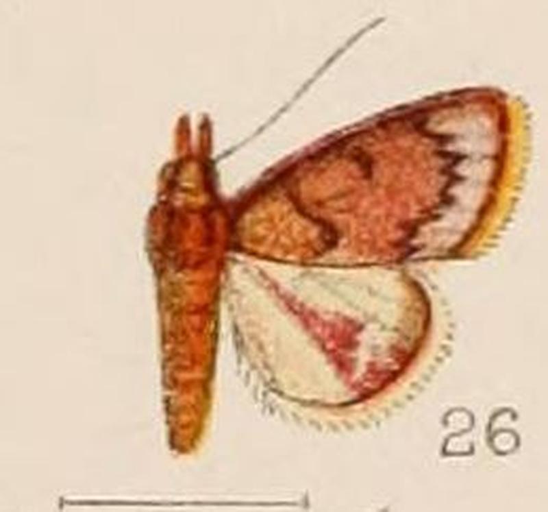 26-Calamochrous purpuralis Hampson 1908
