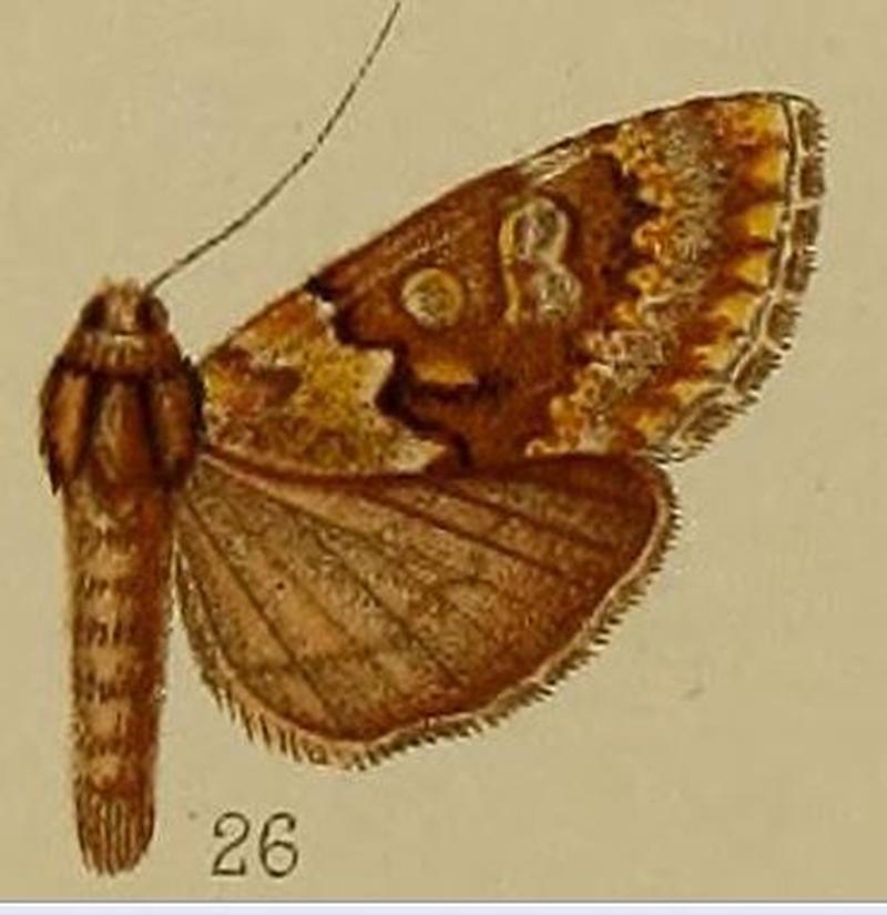 26-Dichonia chlorata Hampson, 1912