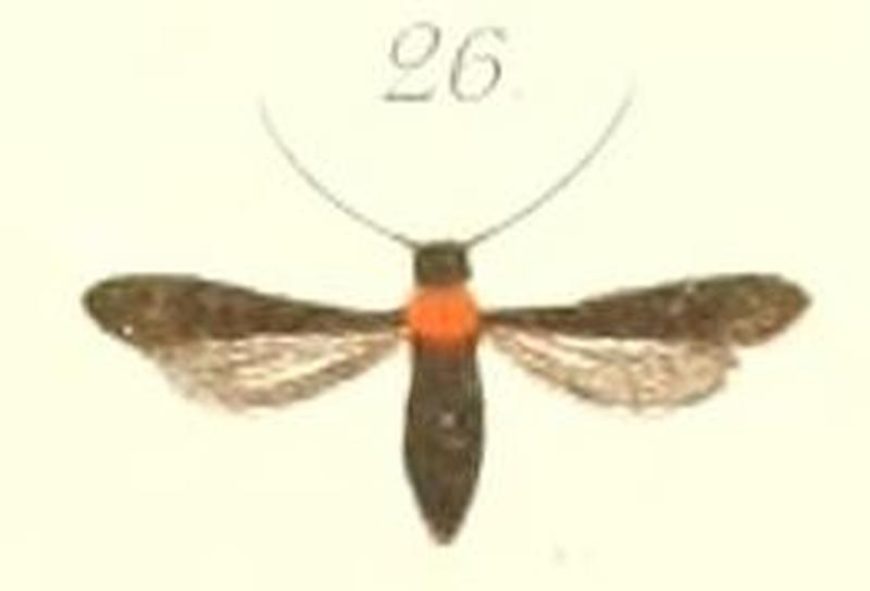 26-Tinthia ruficollaris (Pagenstecher 1900)
