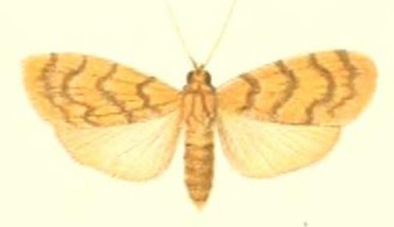 27-Asura cancellata (Pagenstecher, 1900)