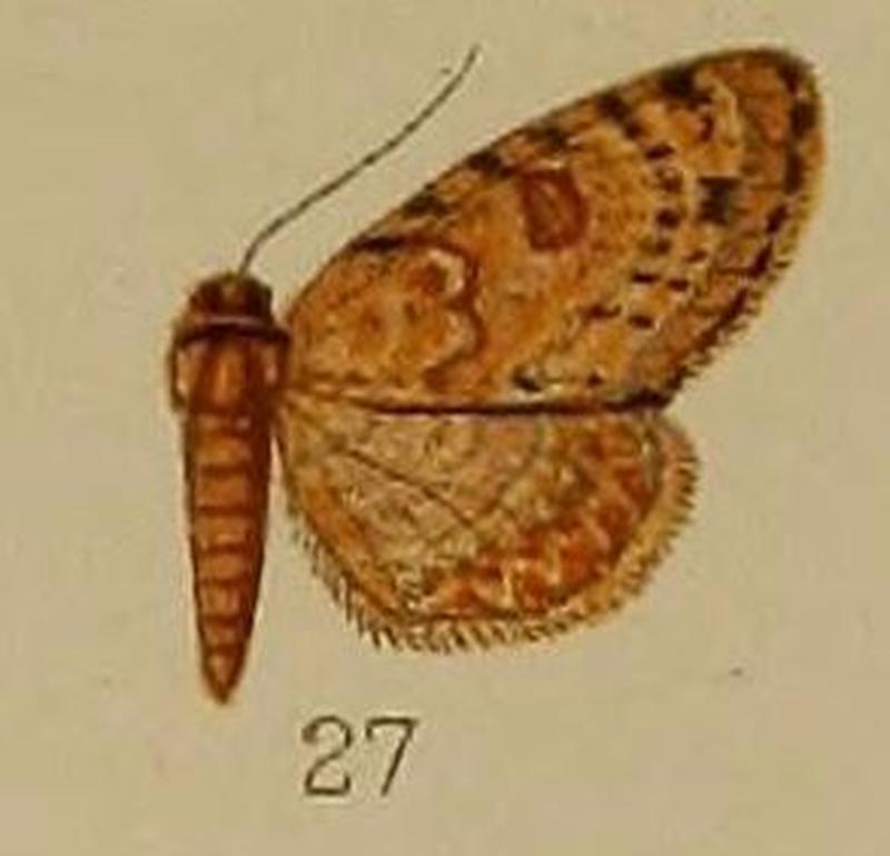 27-Chloroclystis plicata=Axinoptera plicata (Hampson, 1912)
