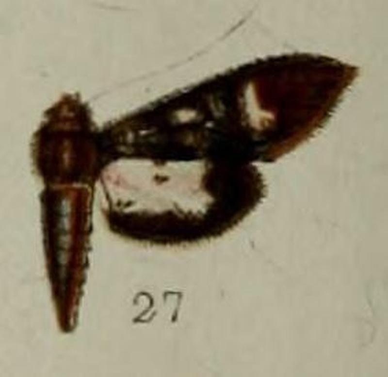 27-Desmia melaleucalis Hampson, 1898