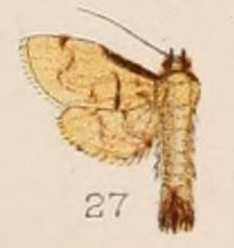 27-Nacoleia tumidicostalis=Lamprosema tumidicostalis (Hampson, 1908)