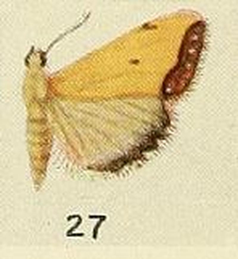 27-Phytometra pentheus (Fawcett, 1916)