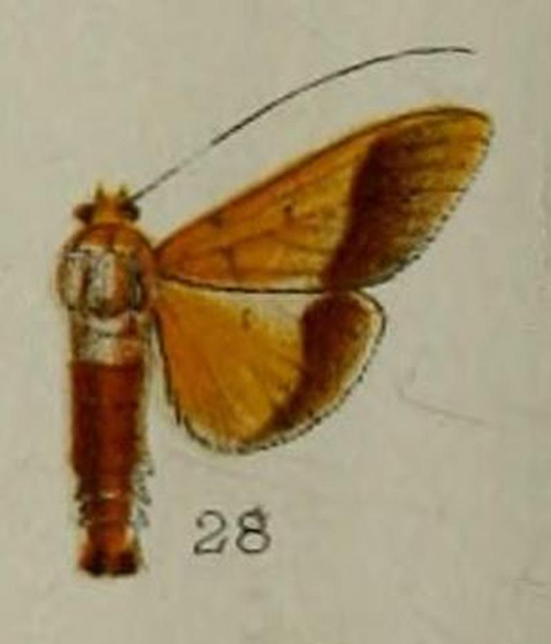 28-Desmia chryseis Hampson, 1898