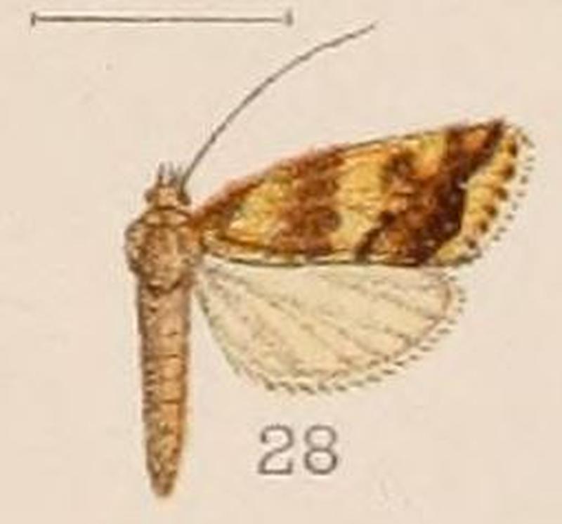 28-Pionea scopicalis=Evergestis scopicalis (Hampson, 1908)