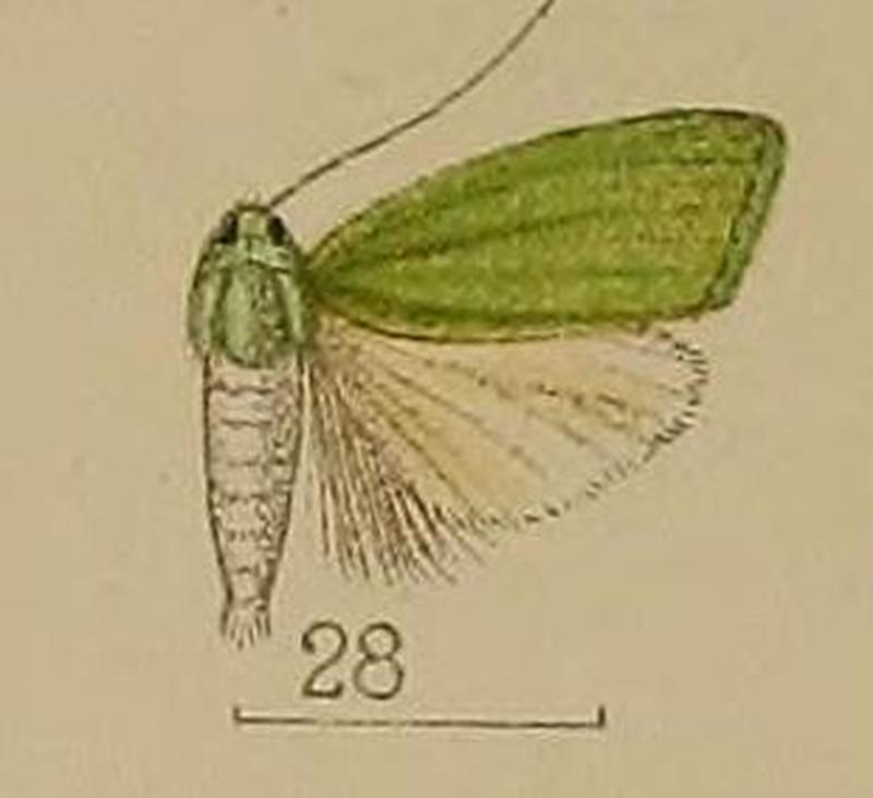 28-Prasinoxena metaleuca Hampson, 1912