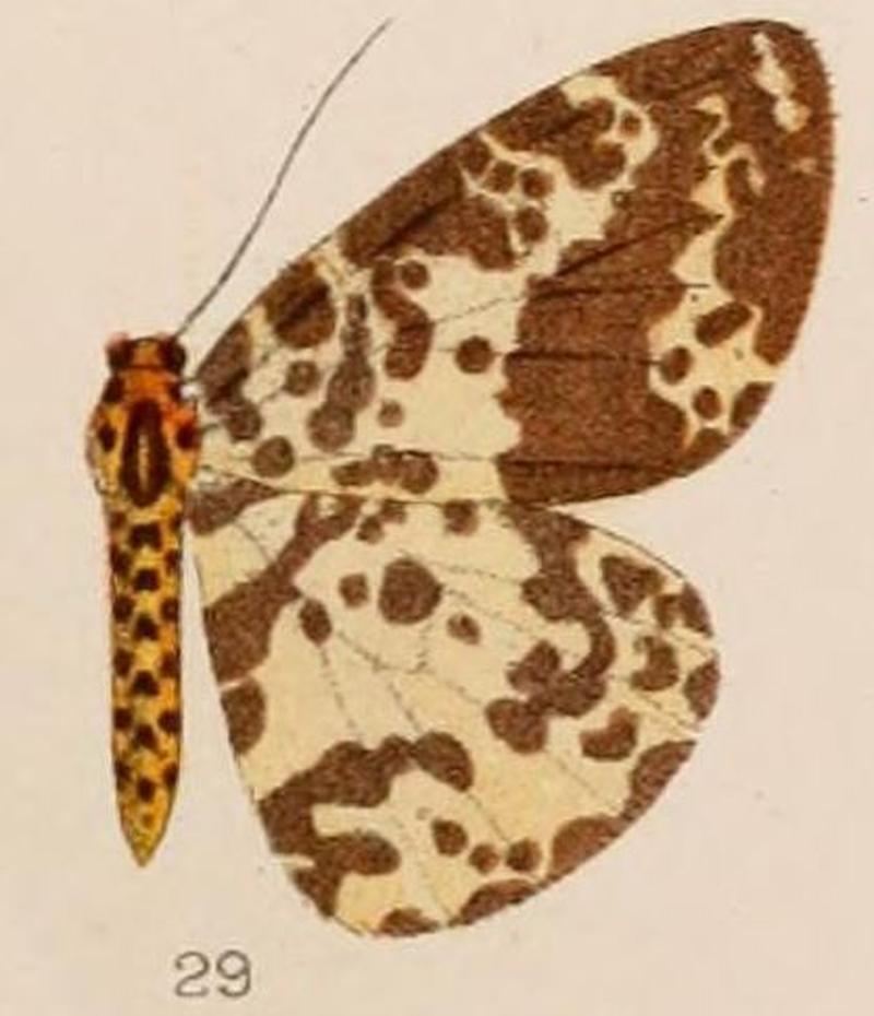 29-Abraxas latizonata Hampson 1907