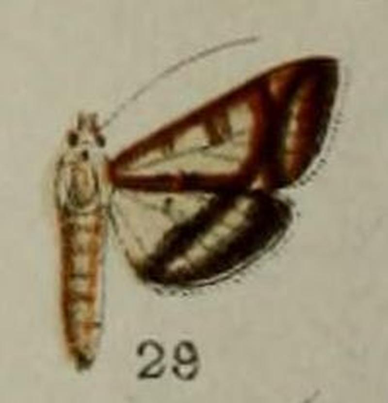 29-Bocchoris junctifascialis Hampson 1898