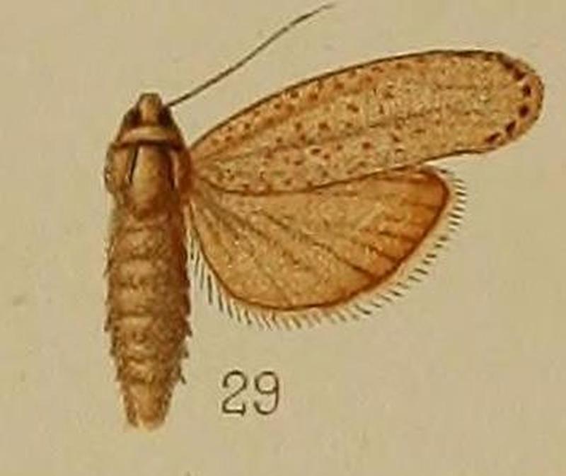 29-Melissoblaptes monochroa=Aphomia monochroa (Hampson, 1912)