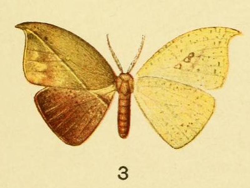 3-Spidia fenestrata Butler, 1878 (Spidia divisa)