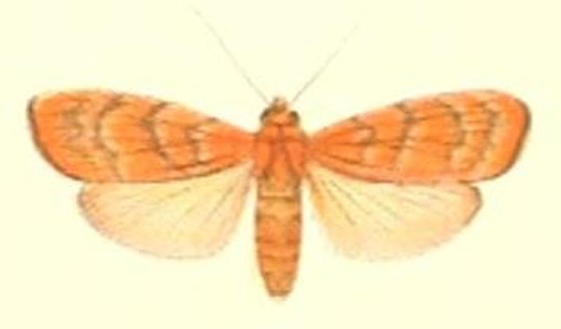 30-Asura effulgens (Pagenstecher, 1900)