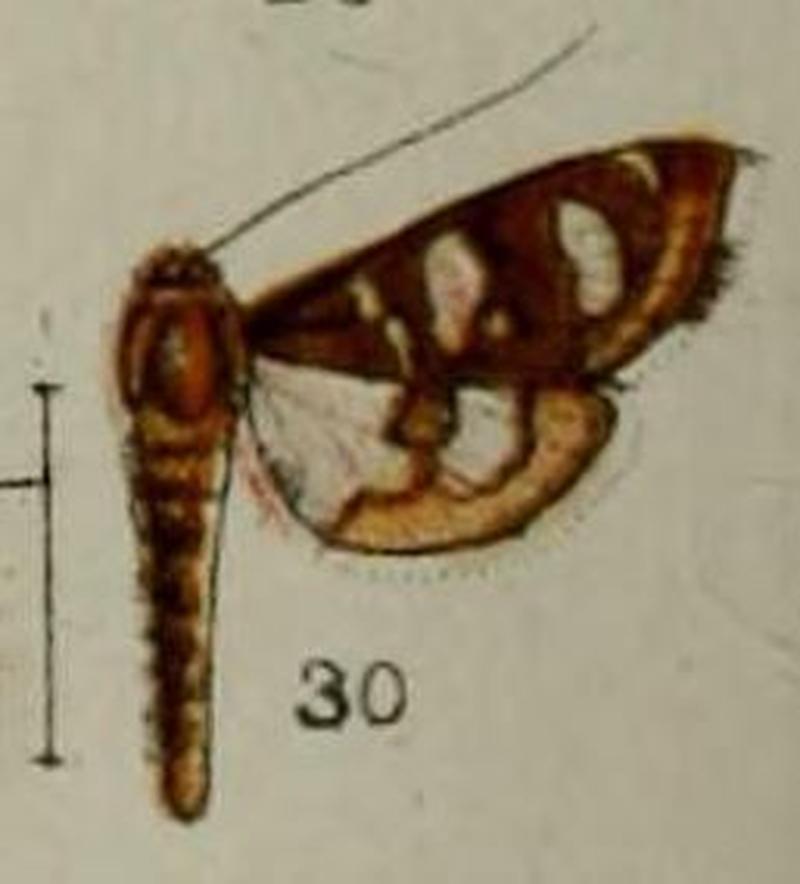 30-Bocchoris flavibrunnea