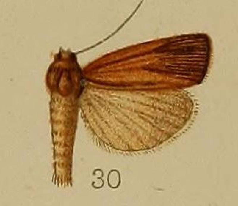 30-Crambus endopolia=Calamotropha endopolia (Hampson, 1912)