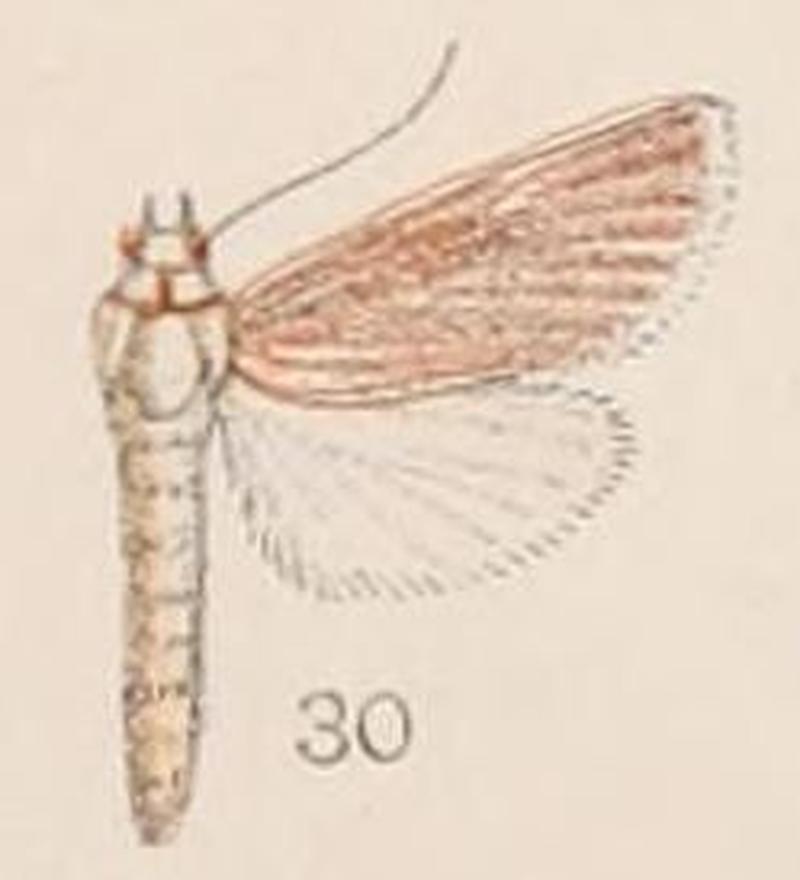 30-Patissa intersticalis Hampson, 1908