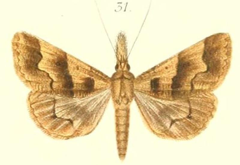 31-Bleptina flocculalis=Ophyx crinipes (Felder & Rogenhofer 1874)