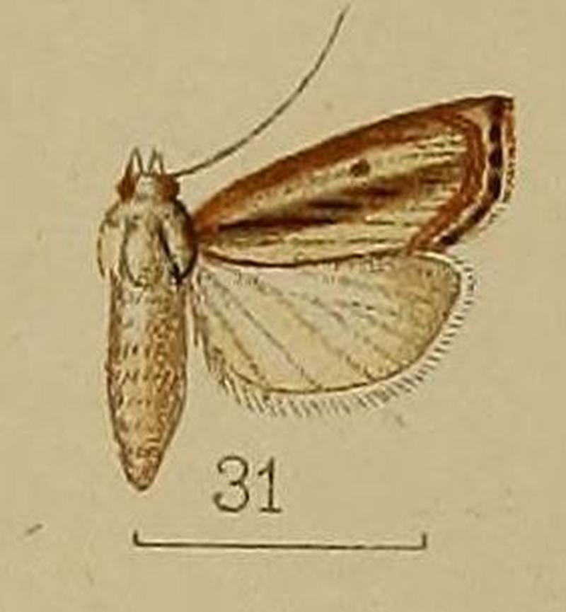 31-Crambus neurigrammalis=Calamotropha neurigrammalis (Hampson, 1912)