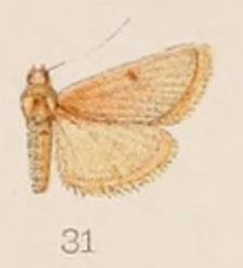 31-Paractenia (Maradana) desertalis Hampson, 1908