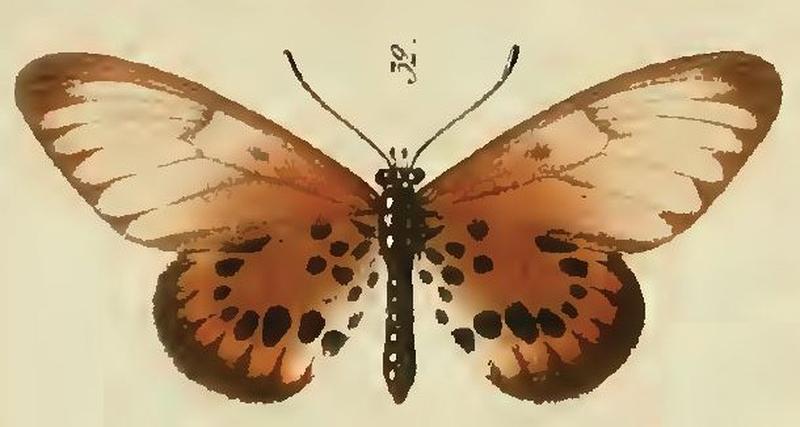32-Acraea masamba
