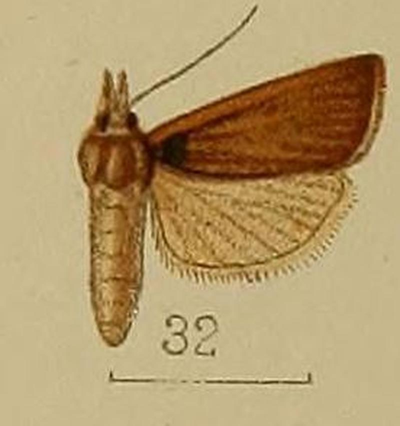 32-Crambus albiceps=Pseudocatharylla albiceps (Hampson, 1912)