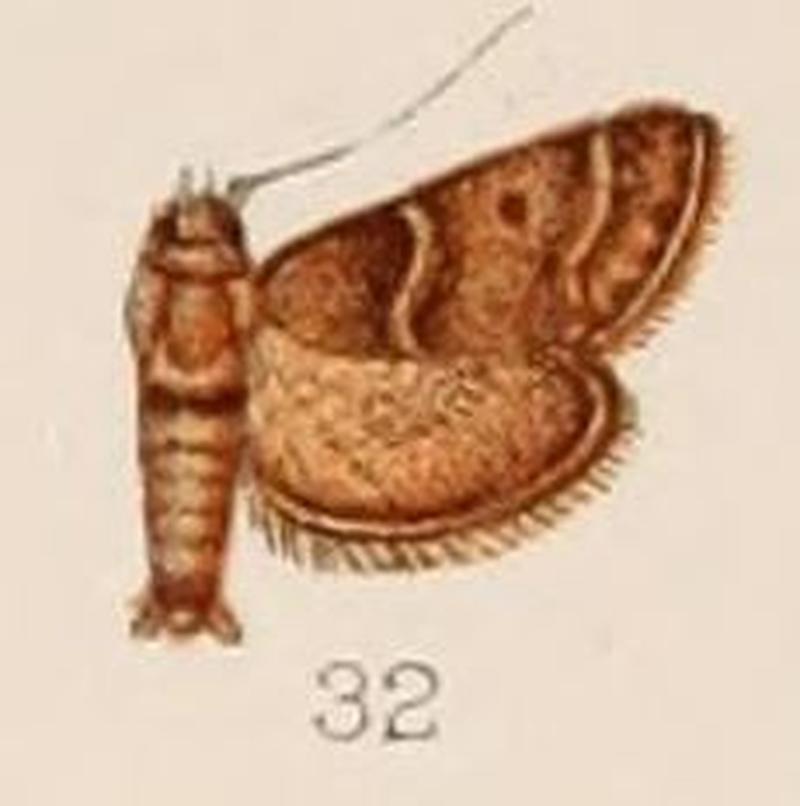 32-Triphassa macrarthralis Hampson, 1908