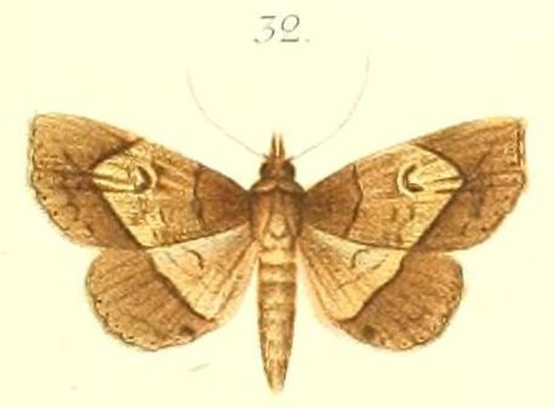 32-Zethes angulata=Eugrapta angulata (Pagenstecher, 1900)
