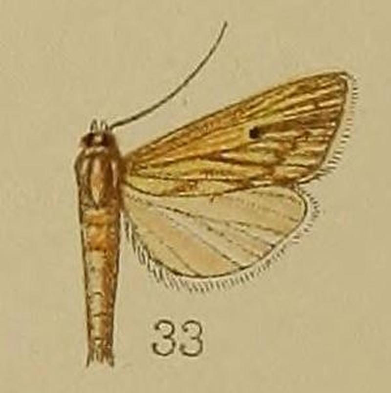 33-Chilo araealis=Oligostigma araealis (Hampson, 1912)