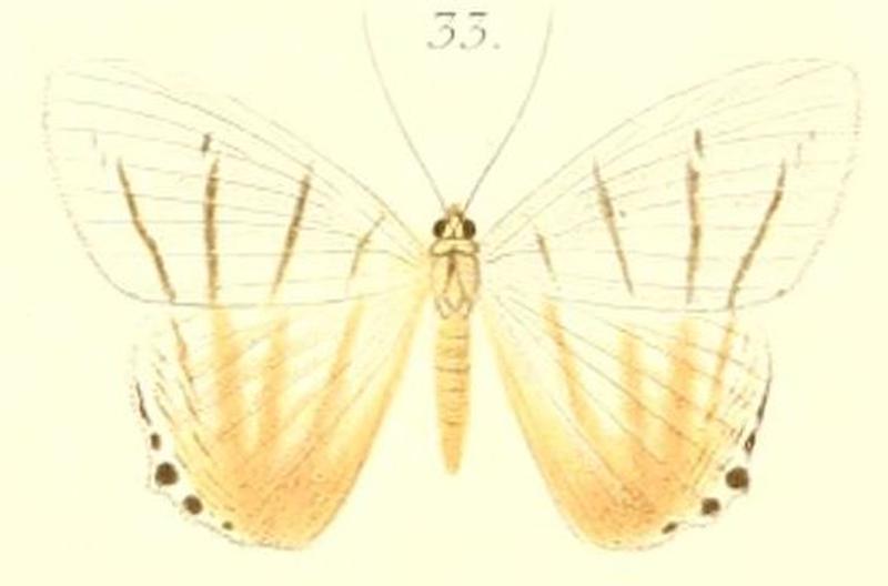 33-Micronia notabalis Pagenstecher, 1900