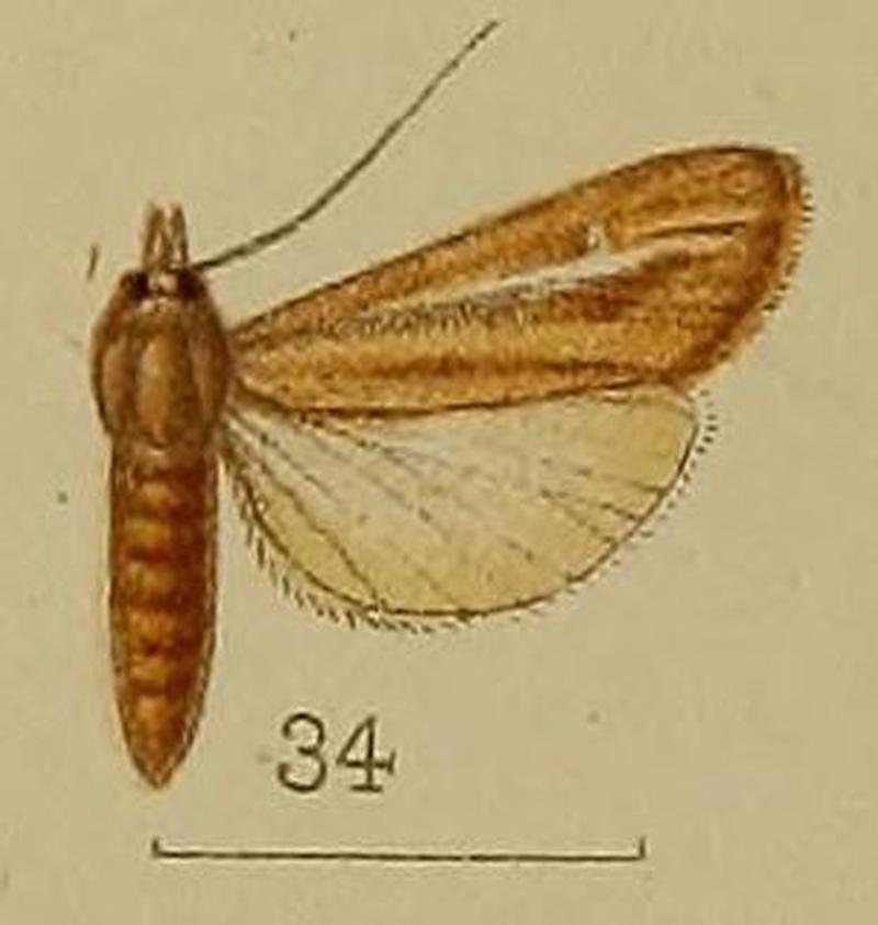 34-Prorophora dialeuca Hampson, 1912