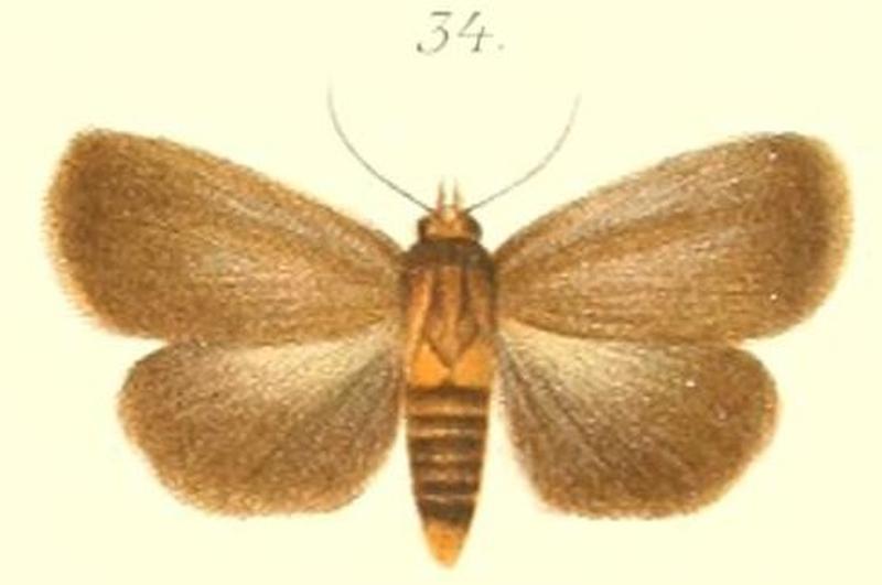 34-Sympis ochreobasis Pagenstecher, 1900