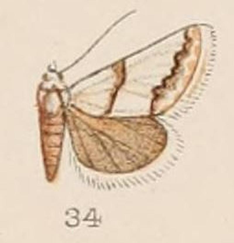 34-Tegostoma trophotalis Hampson 1908
