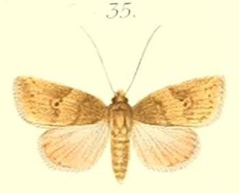 35-Beara subrubra=Erizada subrubra (Pagenstecher 1900)