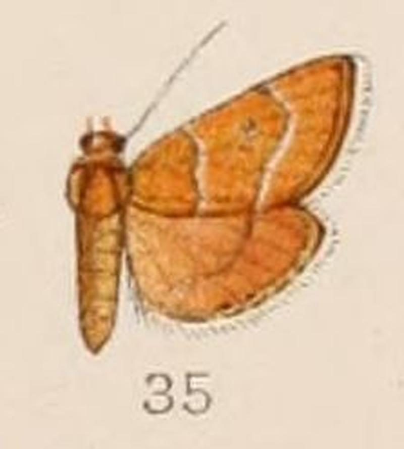 35-Cybolomia cervinalis Hampson 1908