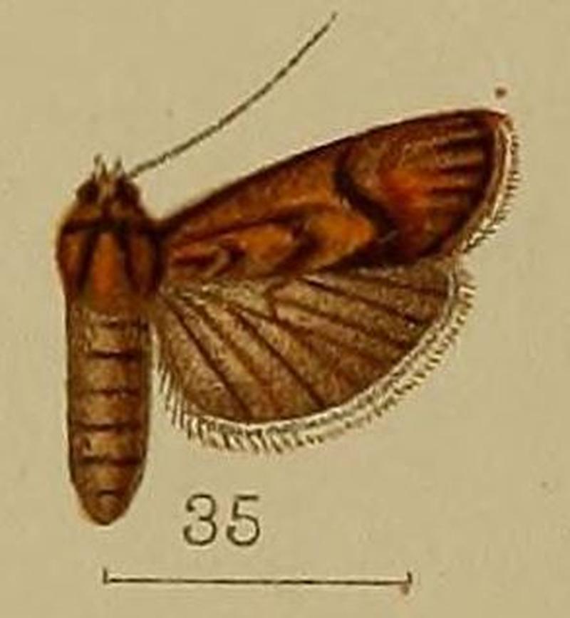 35-Heterographis augentescens=Ancylodes argentescens (Hampson, 1912)