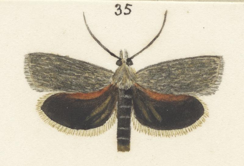 Plate XXV. The butterflies and moths of New Zealand.